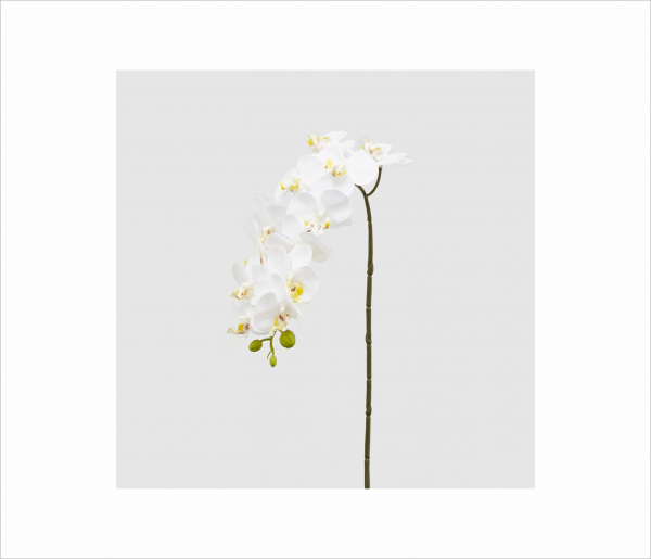 Angela Pinheiro Haste Orquídea Branca