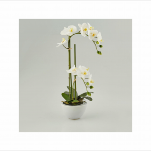 Angela Pinheiro Orquídea Branca